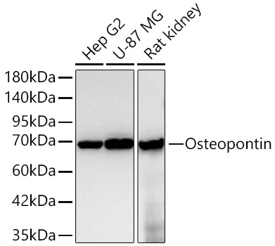 Osteopontin Mouse Monoclonal Antibody
