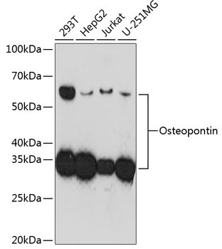 Osteopontin Rabbit Monoclonal Antibody