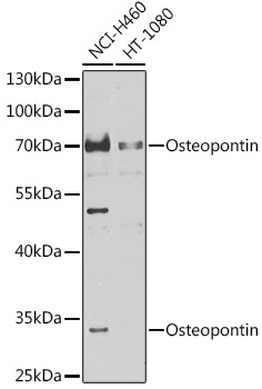 Osteopontin Rabbit Polyclonal Antibody