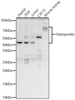 Osteopontin Rabbit Polyclonal Antibody - Image 2