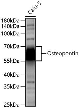 Osteopontin Rabbit Polyclonal Antibody