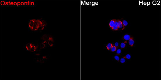 Osteopontin Rabbit Polyclonal Antibody - Image 2