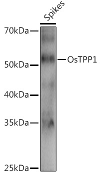 OsTPP1 Rabbit Polyclonal Antibody