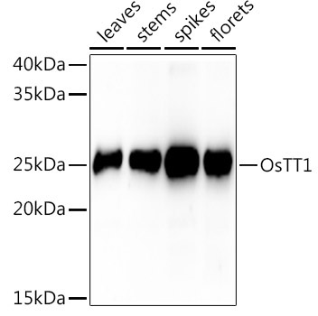 OsTT1 Rabbit Polyclonal Antibody