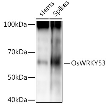 OsWRKY53 Rabbit Polyclonal Antibody