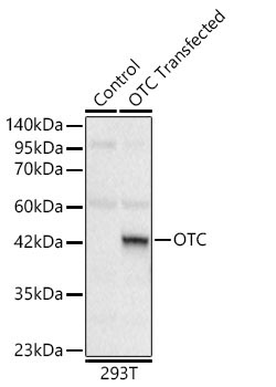 OTC Rabbit Polyclonal Antibody