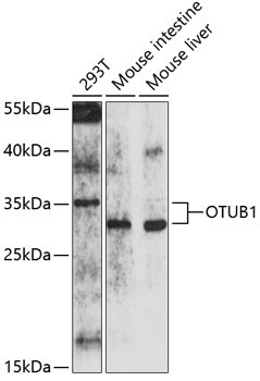 OTUB1 Rabbit Polyclonal Antibody