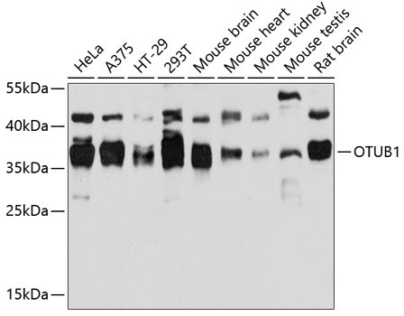 OTUB1 Rabbit Polyclonal Antibody