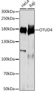 OTUD4 Rabbit Polyclonal Antibody