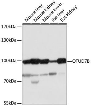 OTUD7B Rabbit Polyclonal Antibody