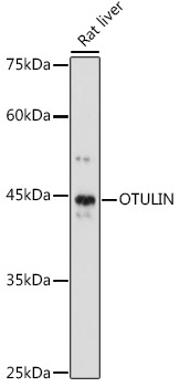 OTULIN Rabbit Polyclonal Antibody