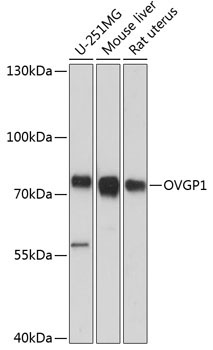 OVGP1 Rabbit Polyclonal Antibody