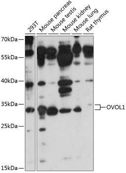 OVOL1 Rabbit Polyclonal Antibody