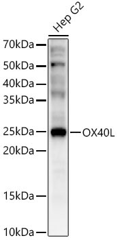 OX40L Rabbit Polyclonal Antibody