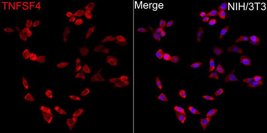 OX40L Rabbit Polyclonal Antibody - Image 2