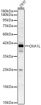 OXA1L Rabbit Polyclonal Antibody