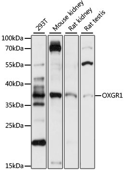 OXGR1 Rabbit Polyclonal Antibody