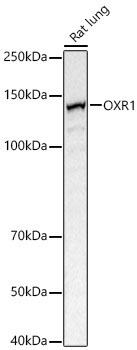 OXR1 Rabbit Polyclonal Antibody