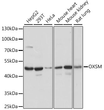 OXSM Rabbit Polyclonal Antibody