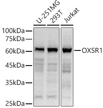 OXSR1 Rabbit Polyclonal Antibody