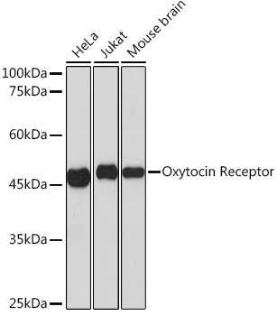 Oxytocin Receptor Rabbit Monoclonal Antibody