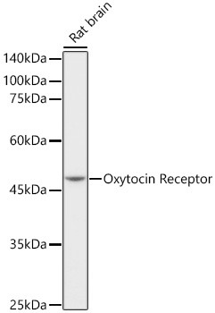 Oxytocin Receptor Rabbit Monoclonal Antibody - Image 2