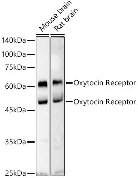Oxytocin Receptor Rabbit Polyclonal Antibody
