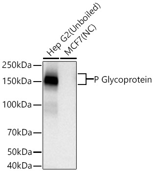 P Glycoprotein Rabbit Monoclonal Antibody