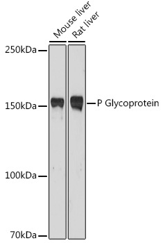 P Glycoprotein Rabbit Polyclonal Antibody