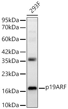 p19ARF Rabbit Polyclonal Antibody
