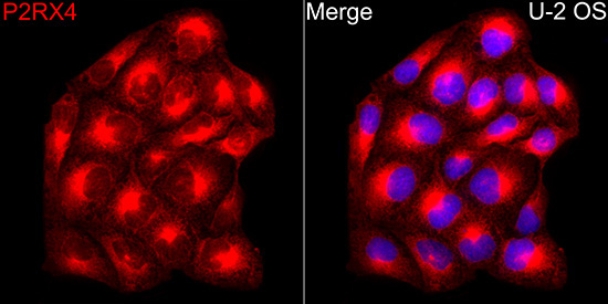 P2RX4 Rabbit Polyclonal Antibody