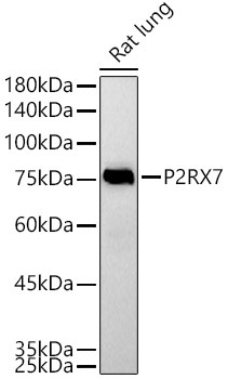 P2RX7 Rabbit Polyclonal Antibody