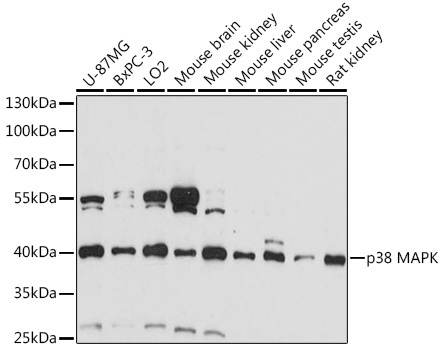 p38 MAPK Rabbit Polyclonal Antibody