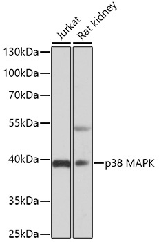 p38 MAPK Rabbit Polyclonal Antibody