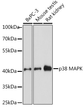 p38 MAPK Rabbit Polyclonal Antibody