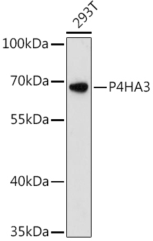 P4HA3 Rabbit Polyclonal Antibody