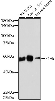P4HB Rabbit Monoclonal Antibody - Image 2