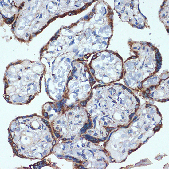 P4HB Rabbit Monoclonal Antibody - Image 3