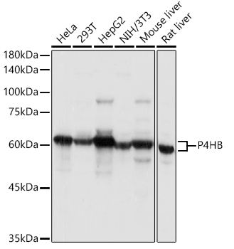 P4HB Rabbit Polyclonal Antibody