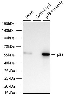 p53 Rabbit Monoclonal Antibody - Image 3