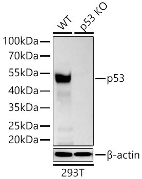 p53 Rabbit Monoclonal Antibody - Image 5