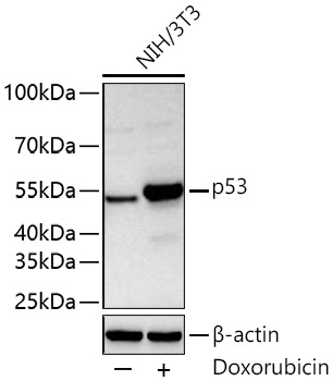 p53 Rabbit Polyclonal Antibody