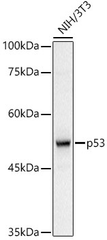 p53 Rabbit Polyclonal Antibody