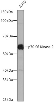 p70 S6 Kinase 2 Rabbit Monoclonal Antibody - Image 2