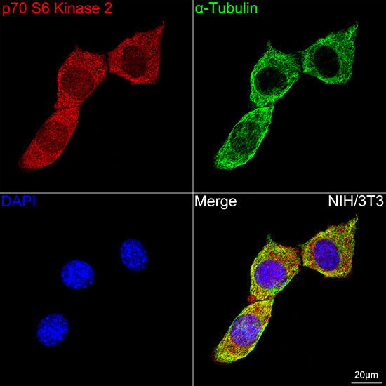 p70 S6 Kinase 2 Rabbit Monoclonal Antibody - Image 8