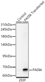 PADI4 Rabbit Polyclonal Antibody