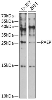 PAEP Rabbit Polyclonal Antibody
