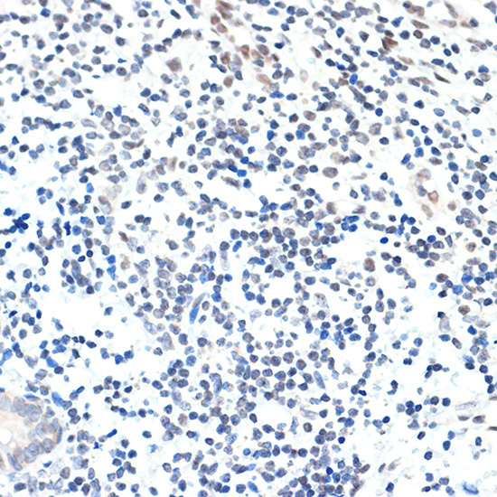 PAF1 Rabbit Monoclonal Antibody - Image 2