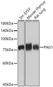 PAG1 Rabbit Monoclonal Antibody