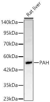 PAH Rabbit Polyclonal Antibody